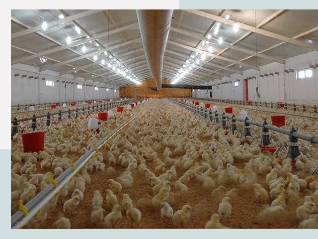 Проектирование птичников в Липецке от 51970 р. | СтальСтрой